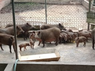 CUNG CẤP HEO RỪNG MIỀN TÂY