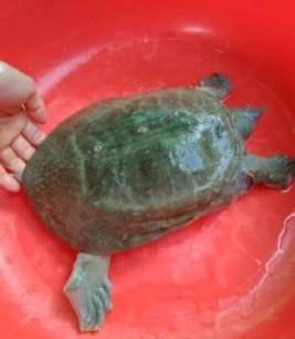 Baba giống chất lượng