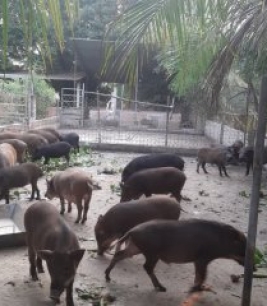 Heo Rừng giống F1