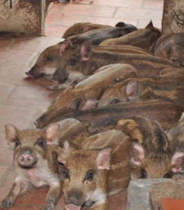 Heo Rừng Lai giống f1