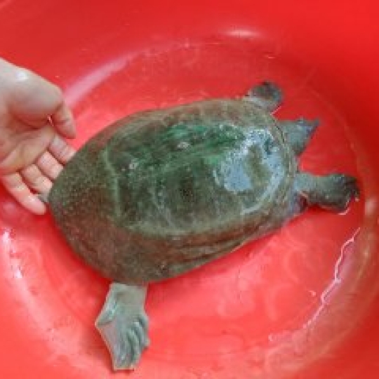 Baba giống chất lượng