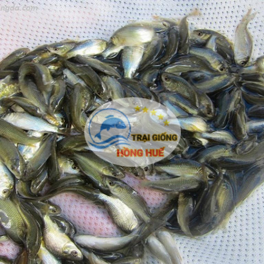 Cá Chép giống