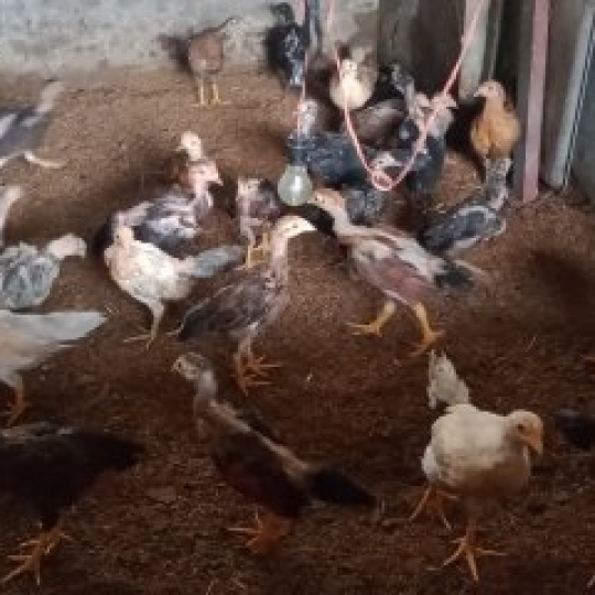 Gà Ta giống chất lượng