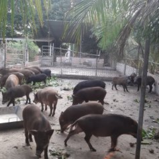 Heo Rừng giống F1