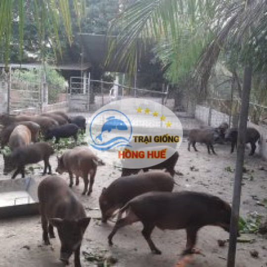 Heo Rừng giống
