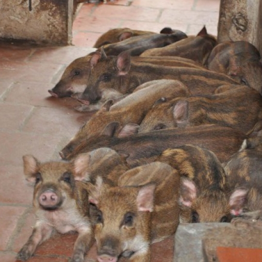 Heo Rừng Lai giống f1