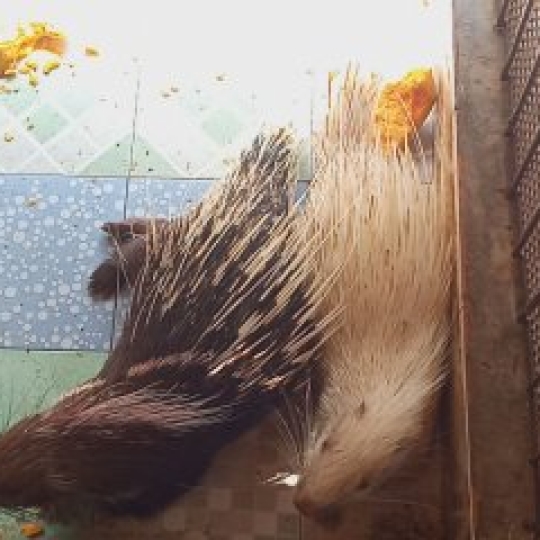 Nhím giống bố mẹ