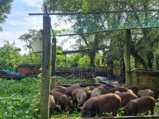 🐗 Cung cấp & Thu mua Giống Heo Rừng Lai – Hướng Dẫn Chăn Nuôi Theo Chuẩn Hữu Cơ An Toàn