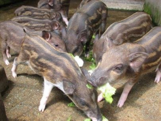 🐗 Cung Cấp Thịt Heo Rừng Lai Tận Nơi TP. Hồ Chí Minh – Giao Hàng Tận Tâm, Uy Tín Từ TRẠI GIỐNG HỒNG HUẾ