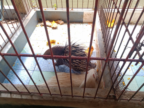 Nhím giống chất lượng cao