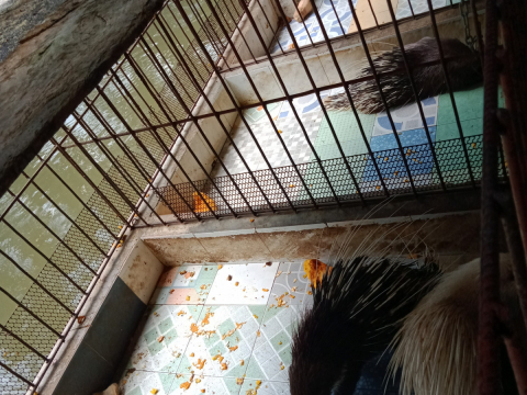 Nhím giống chất lượng cao