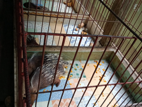 Nhím giống chất lượng cao