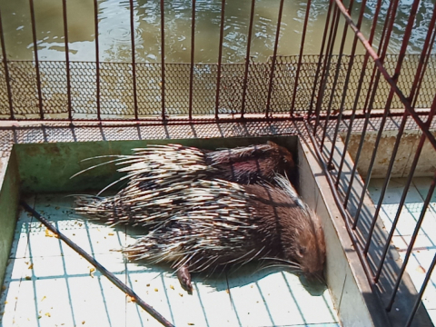 Nhím giống chất lượng cao