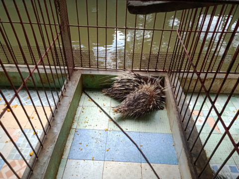 Nhím giống chất lượng cao