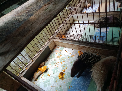 Nhím giống chất lượng cao