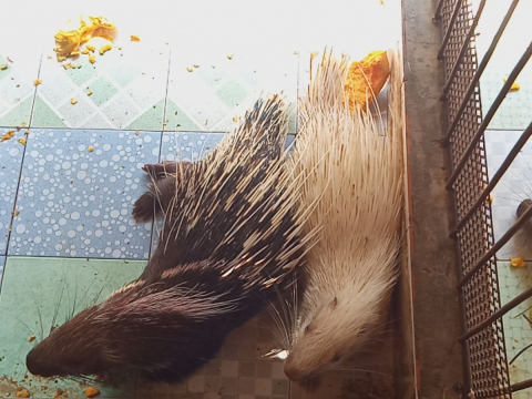 Nhím giống chất lượng cao