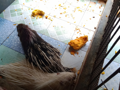 Nhím giống chất lượng cao