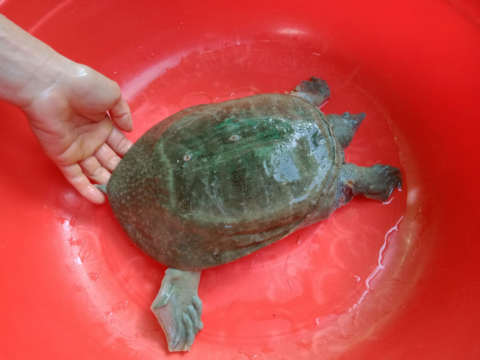 baba giong tien giang