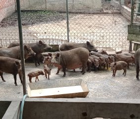 heo rung giong mien tay