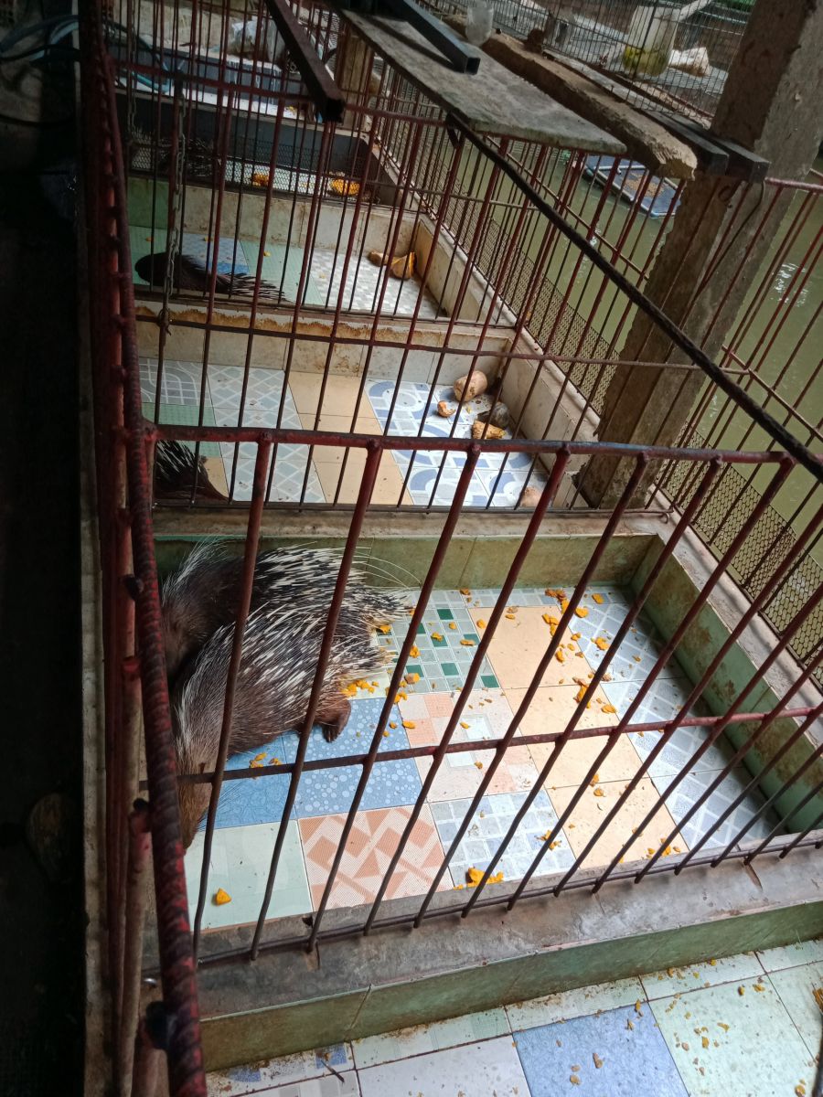 mua nhim giong mien tay