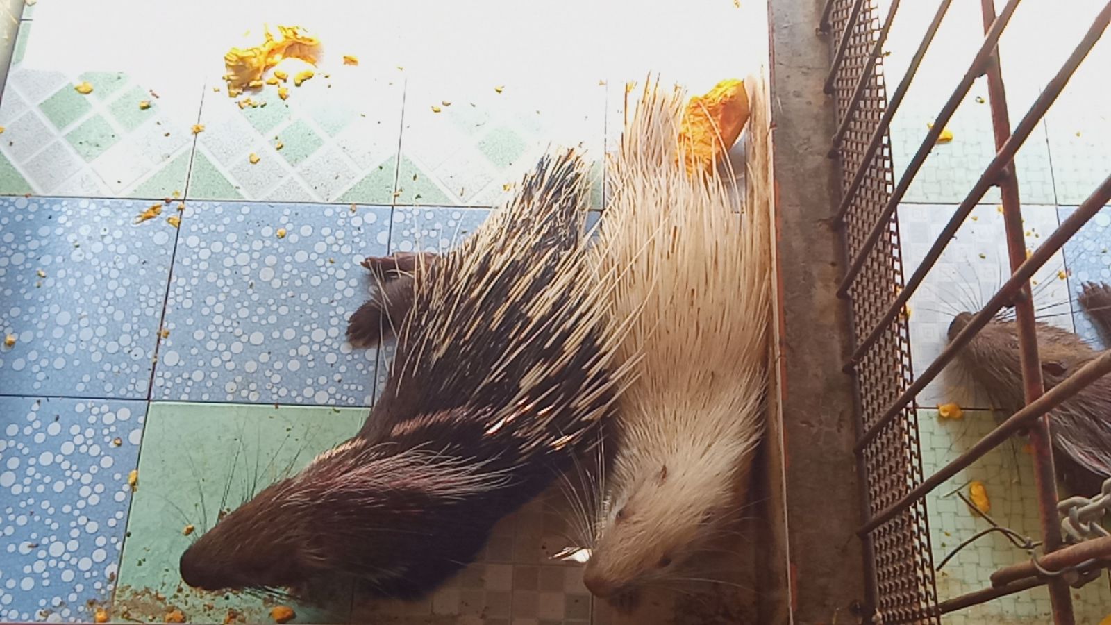 nhim giong tien giang