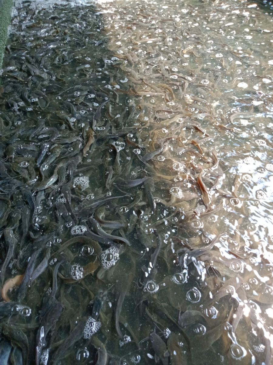 trai ca giong mien tay