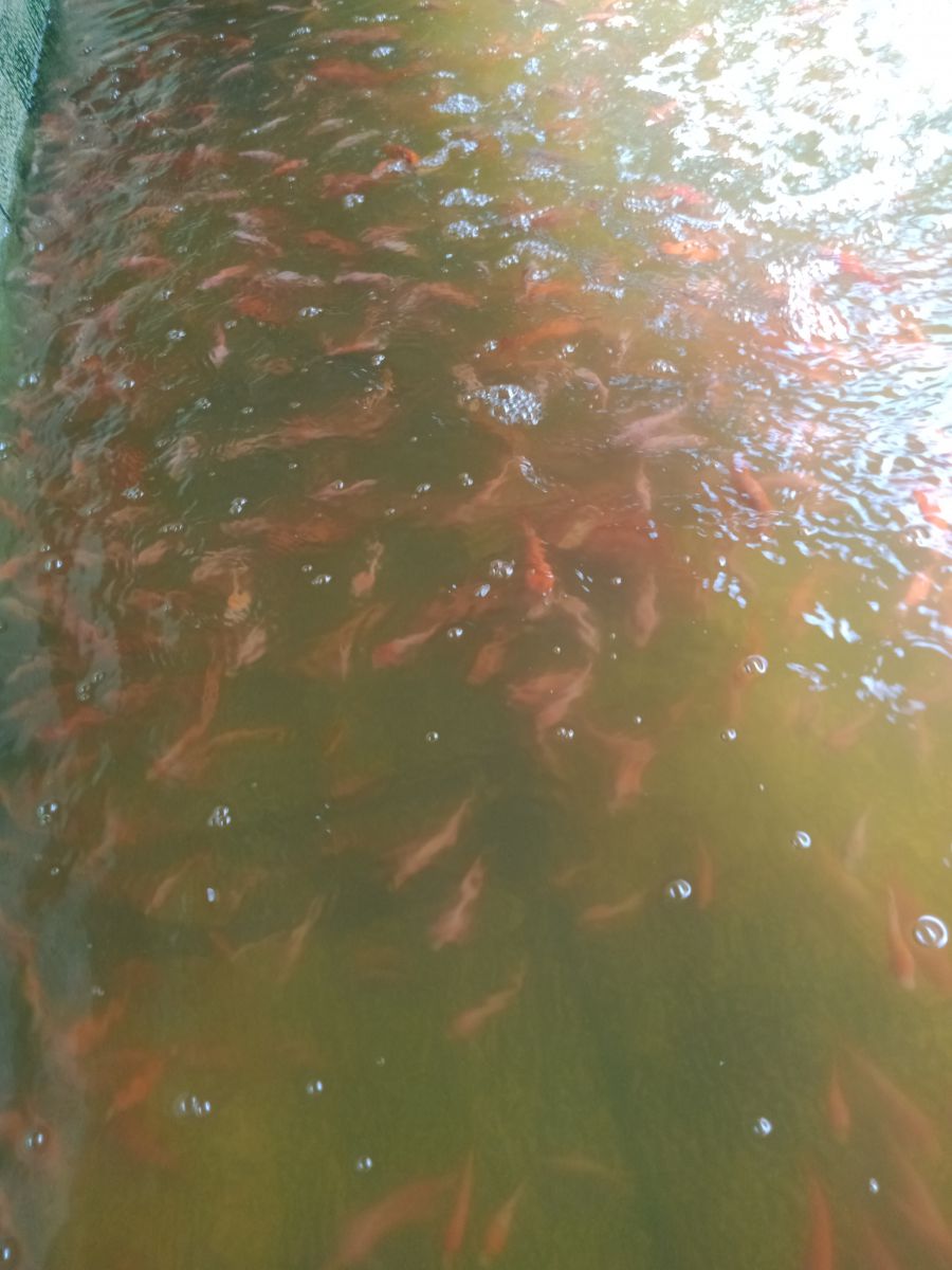 trang trai ca giong mien tay