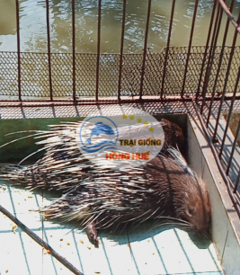 Nhím giống chất lượng cao