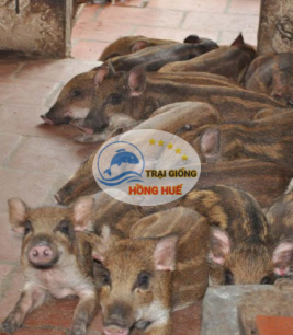 Heo Rừng Lai giống f1